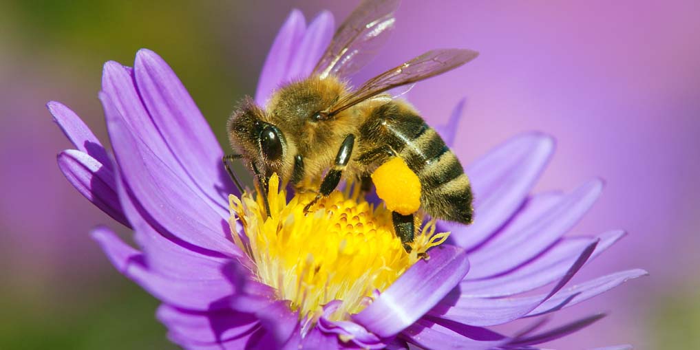 Biene auf Blume.jpg