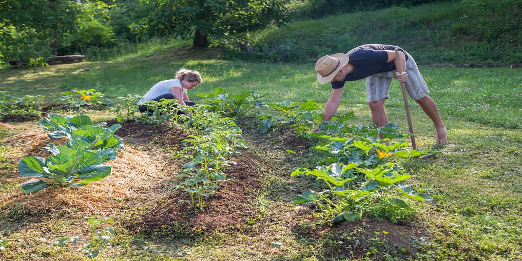 Young man and woman Working in a Home Grown Vegetable Garden