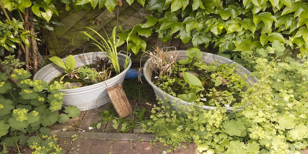 Zwei Zinkwannen als kleine Gartenteiche bepflanzt mit Wasserpflanzen. Ringsherum blüht der Frauenmantel, Alchemilla mollis, Wilder Wein und Heckenrosen. Ein idyllischer Platz auf der Terrasse