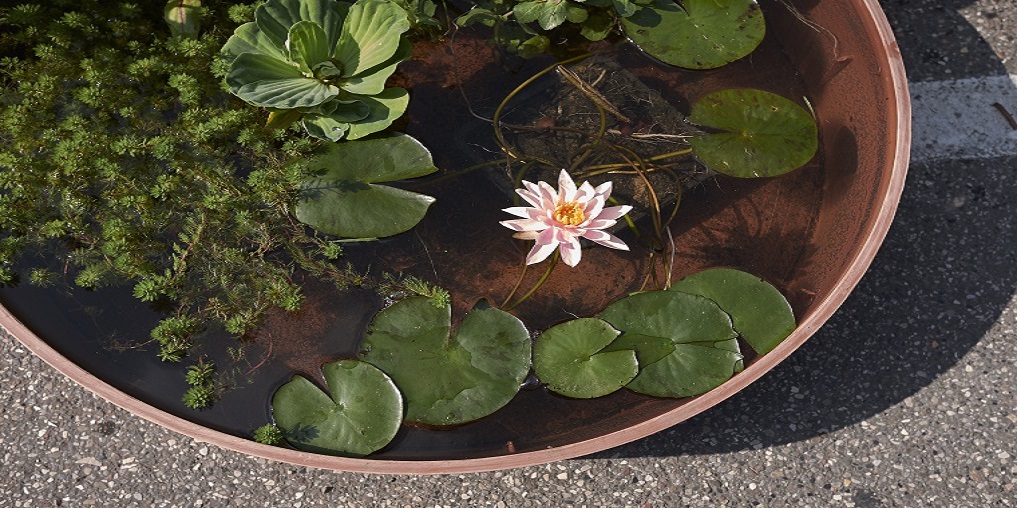 aquatic plants in a tub pond 