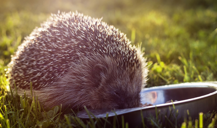 igel-wasser_750x442.jpg