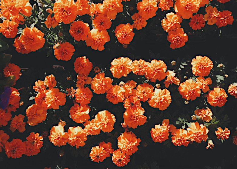 tagetes_782x558.jpg