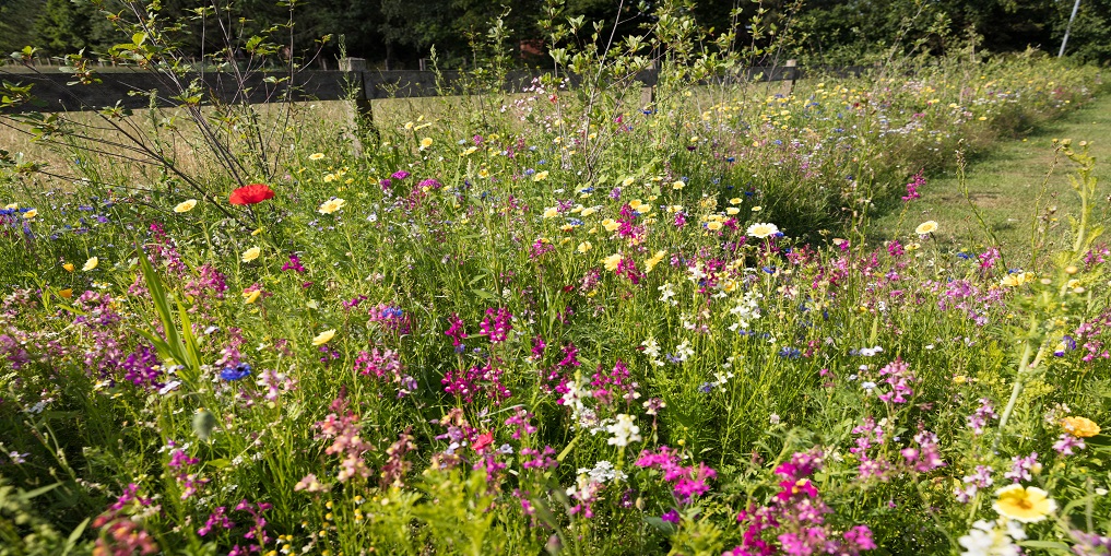 Blumenwiese