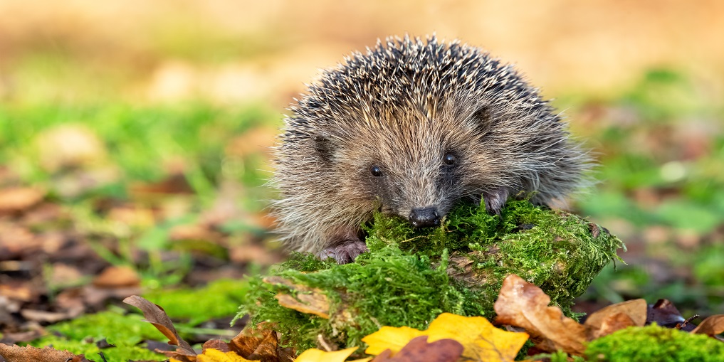 Hedgehog, wild native, European hedgehog on a  green moss log, facing forward.  Close up with blurred background 