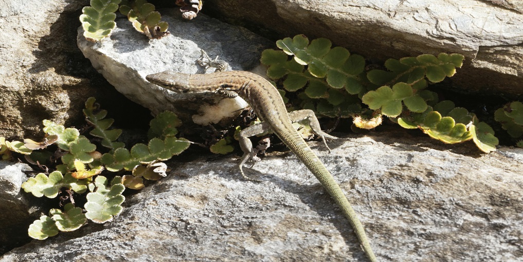 Tyrrhenian wall lizard (Podarcis tiliguerta)